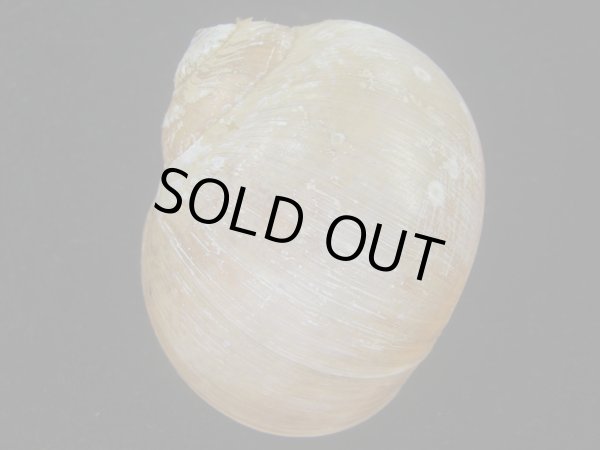 画像2: チシマタマガイ(Cryptonatica janthostoma) 特美品 (2)