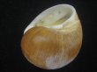 画像3: チシマタマガイ(Cryptonatica janthostoma) 特美品 (3)