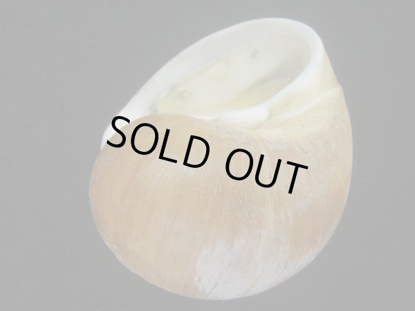 画像3: チシマタマガイ(Cryptonatica janthostoma) 特美品 (3)