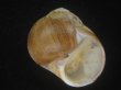 画像1: チシマタマガイ(Cryptonatica janthostoma) 美品 (1)