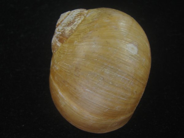 画像2: チシマタマガイ(Cryptonatica janthostoma) 美品 (2)