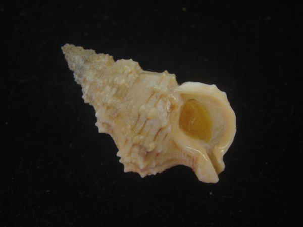 画像1: コンゴウナサバイ(Nassaria solida) 老成　特美品 (1)