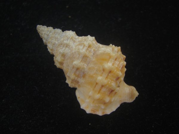 画像2: コンゴウナサバイ(Nassaria solida) 老成　特美品 (2)