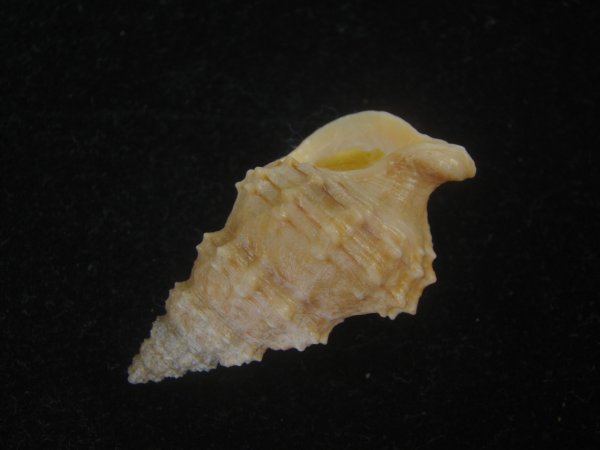 画像3: コンゴウナサバイ(Nassaria solida) 老成　特美品 (3)