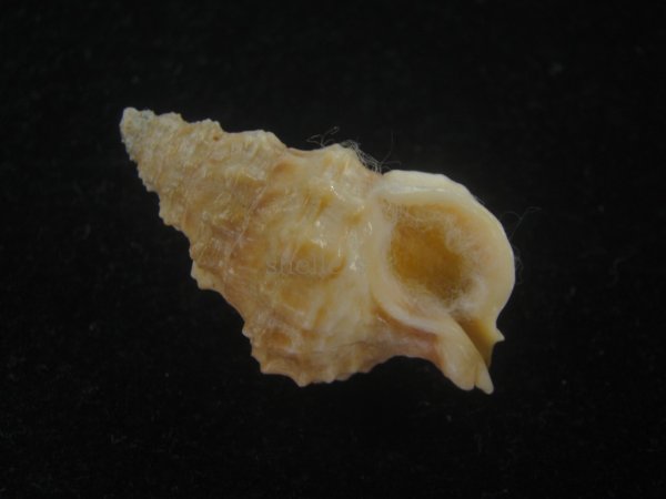 画像1: コンゴウナサバイ(Nassaria solida) 特老成 (1)