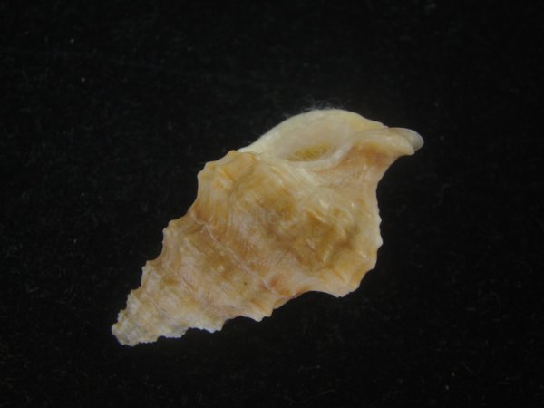 画像3: コンゴウナサバイ(Nassaria solida) 特老成 (3)