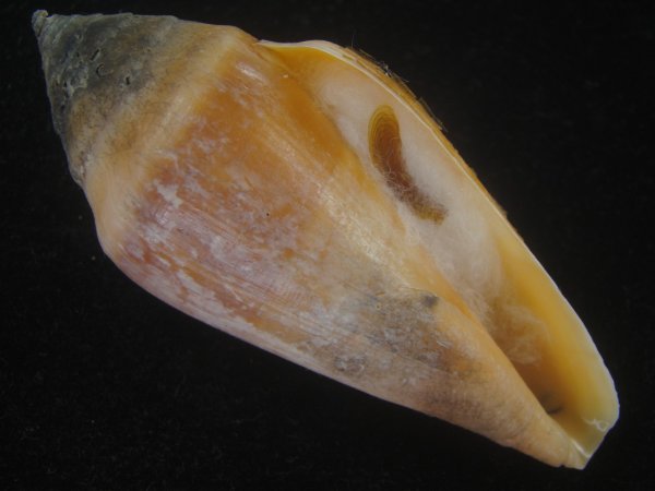 画像1: ヨモスガライモ(Profundiconus profundorum) 82ｍｍ　大　老成 (1)