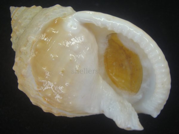 画像1: ニクイロカブトウラシマ(Echinophoria carnosa) 老成　特美品 (1)