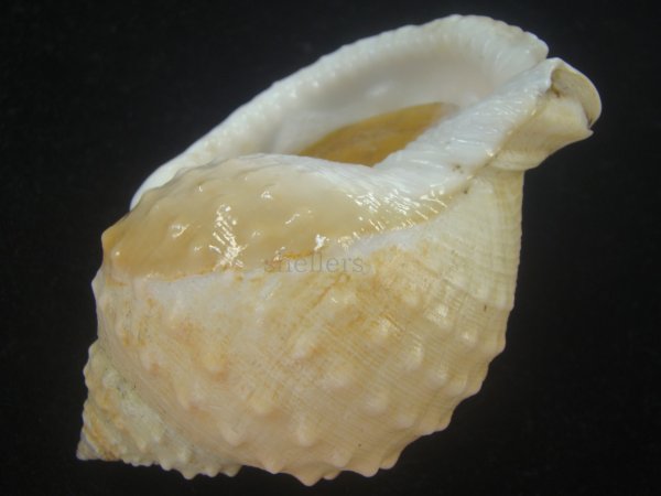 画像3: ニクイロカブトウラシマ(Echinophoria carnosa) 老成　特美品 (3)