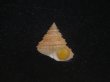 画像1: ヘソアキトゲエビス(Calliostoma soyoae) 特美品 (1)