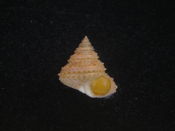 画像1: ヘソアキトゲエビス(Calliostoma soyoae) 特美品 (1)
