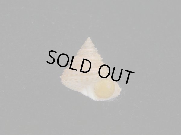 画像1: ヘソアキトゲエビス(Calliostoma soyoae) 特美品 (1)