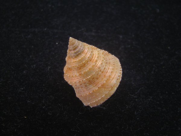 画像2: ヘソアキトゲエビス(Calliostoma soyoae) 特美品 (2)