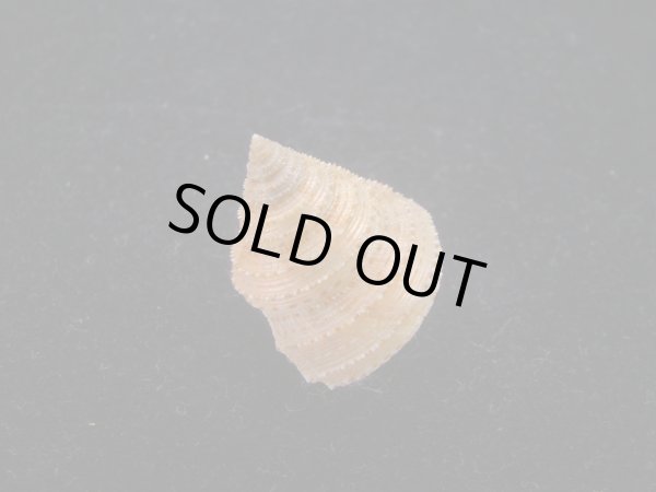 画像2: ヘソアキトゲエビス(Calliostoma soyoae) 特美品 (2)