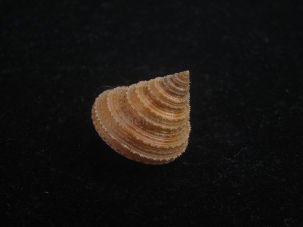 画像3: ヘソアキトゲエビス(Calliostoma soyoae) 特美品 (3)