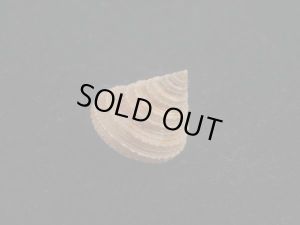 画像3: ヘソアキトゲエビス(Calliostoma soyoae) 特美品 (3)