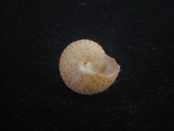 画像4: ヘソアキトゲエビス(Calliostoma soyoae) 特美品 (4)