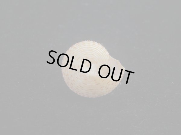 画像4: ヘソアキトゲエビス(Calliostoma soyoae) 特美品 (4)