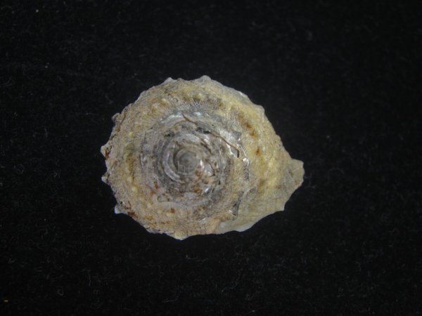 画像1: アザミガイ(Astralium henicus) (1)