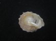 画像2: アザミガイ(Astralium henicus) (2)