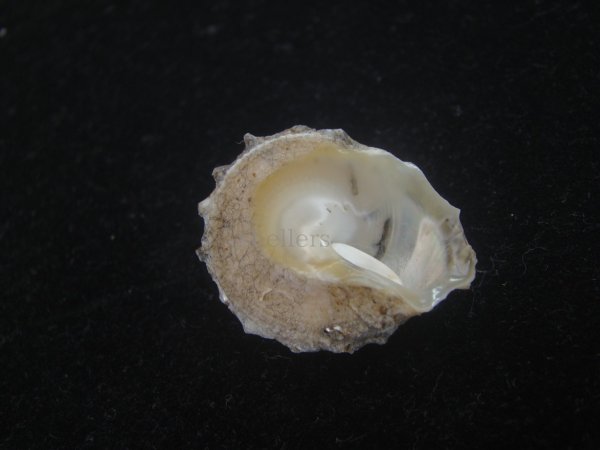 画像2: アザミガイ(Astralium henicus) (2)