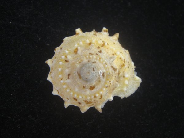 画像1: アザミガイ(Astralium henicus) 大 (1)