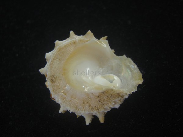 画像2: アザミガイ(Astralium henicus) 大 (2)