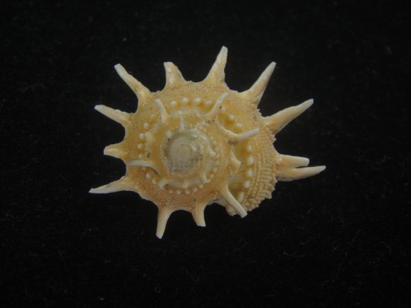 画像1: アザミガイ(Astralium henicus) 濃色　美品 (1)