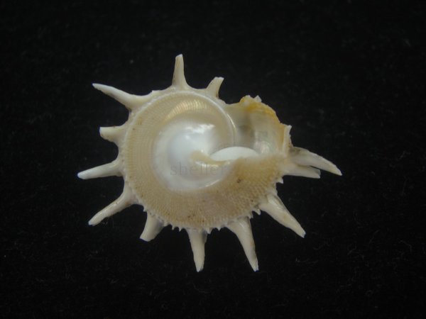 画像2: アザミガイ(Astralium henicus) 濃色　美品 (2)