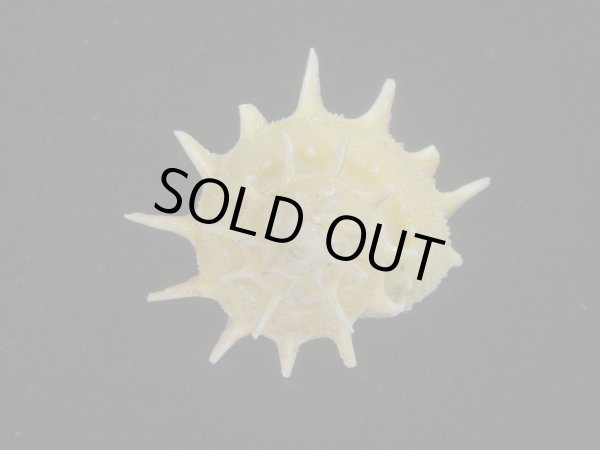 画像1: アザミガイ(Astralium henicus) 大　美品 (1)