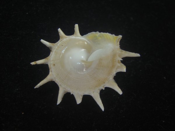 画像2: アザミガイ(Astralium henicus) 大　美品 (2)