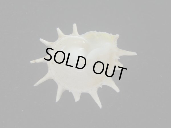 画像2: アザミガイ(Astralium henicus) 大　美品 (2)