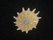 画像1: アザミガイ(Astralium henicus) 大　美品 (1)