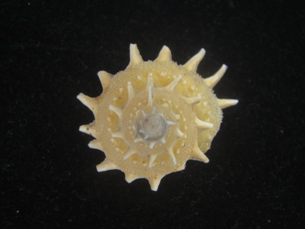 画像1: アザミガイ(Astralium henicus) 大　美品 (1)