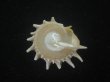 画像2: アザミガイ(Astralium henicus) 大　美品 (2)