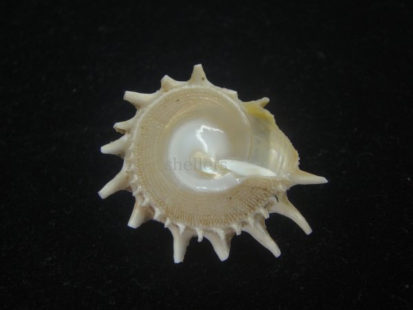 画像2: アザミガイ(Astralium henicus) 大　美品 (2)