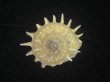 画像1: アザミガイ(Astralium henicus) 大　美品 (1)