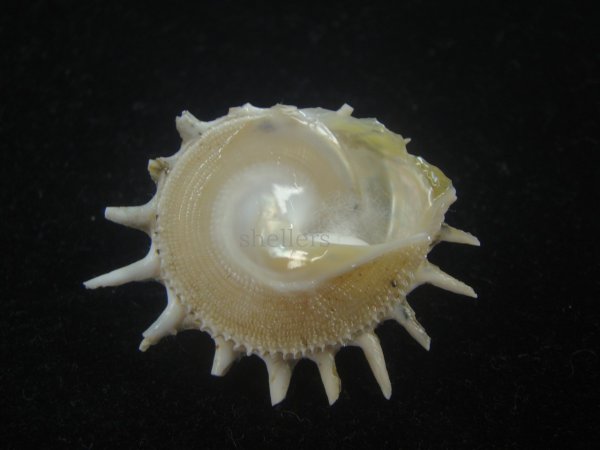 画像2: アザミガイ(Astralium henicus) 大　美品 (2)