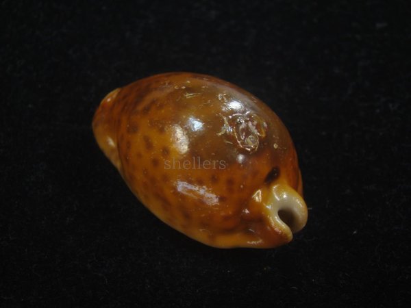 画像2: コガタヨモスガラダカラ(Trona sterconaria f.cameroonica) ブロンズメタリック (2)