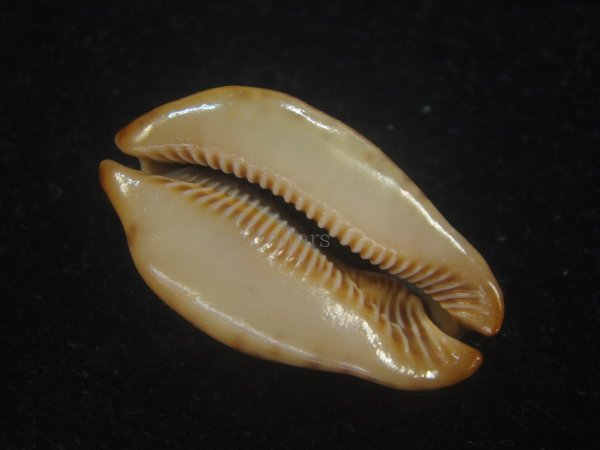 画像3: コガタヨモスガラダカラ(Trona sterconaria f.cameroonica) ブロンズメタリック (3)