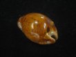 画像2: コガタヨモスガラダカラ(Trona sterconaria f.cameroonica) ブロンズメタリック (2)