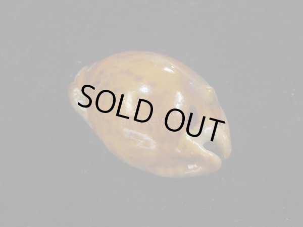 画像2: コガタヨモスガラダカラ(Trona sterconaria f.cameroonica) ブロンズメタリック (2)