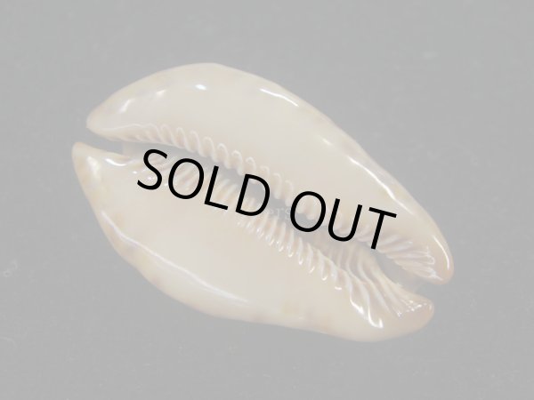 画像3: コガタヨモスガラダカラ(Trona sterconaria f.cameroonica) ブロンズメタリック (3)