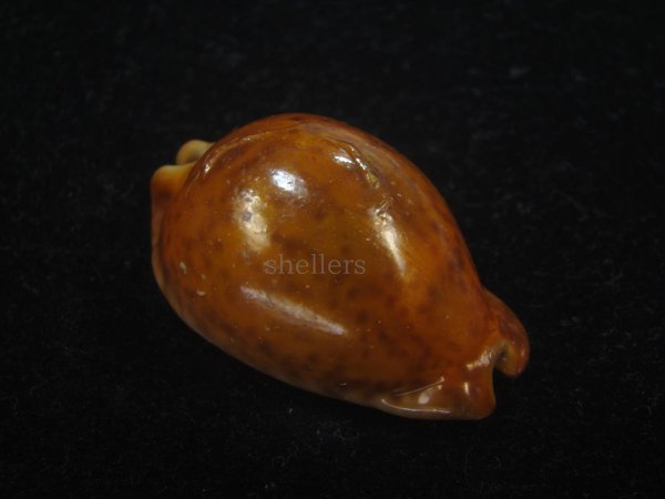 画像1: コガタヨモスガラダカラ(Trona sterconaria f.cameroonica) ブロンズメタリック (1)