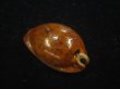画像2: コガタヨモスガラダカラ(Trona sterconaria f.cameroonica) ブロンズメタリック (2)