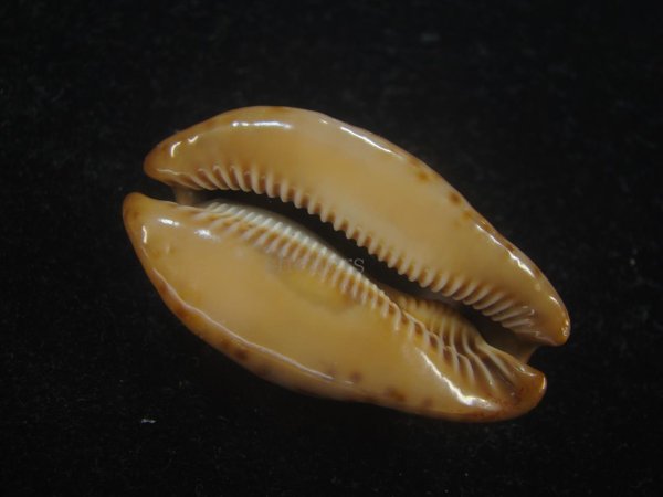 画像3: コガタヨモスガラダカラ(Trona sterconaria f.cameroonica) ブロンズメタリック (3)