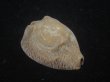 画像1: ムカシリュウグウダカラ(Barycypraea caputviperae) 特美品 (1)