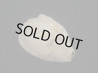 タカラガイ・ウミウサギ類 - Kaiショップ