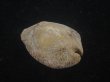 画像2: ムカシリュウグウダカラ(Barycypraea caputviperae) 特美品 (2)