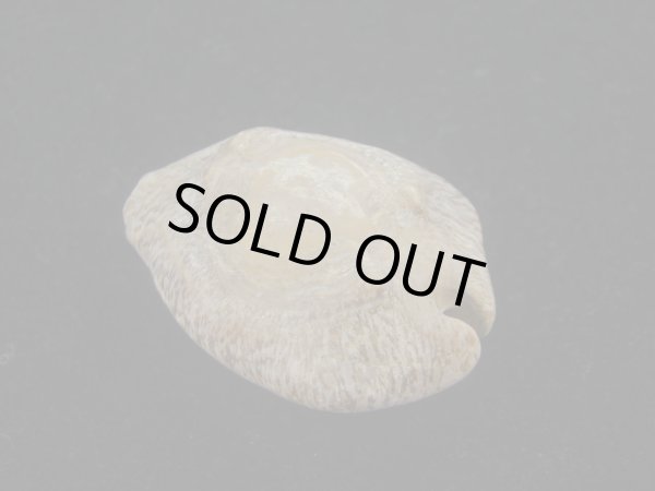 画像2: ムカシリュウグウダカラ(Barycypraea caputviperae) 特美品 (2)